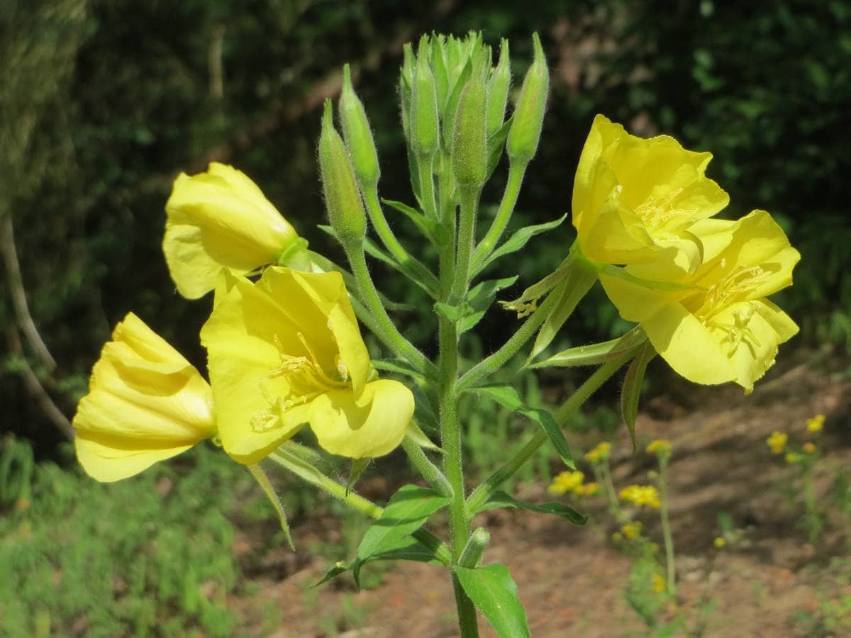 geurende gele bloemen van de middelste teunisbloem