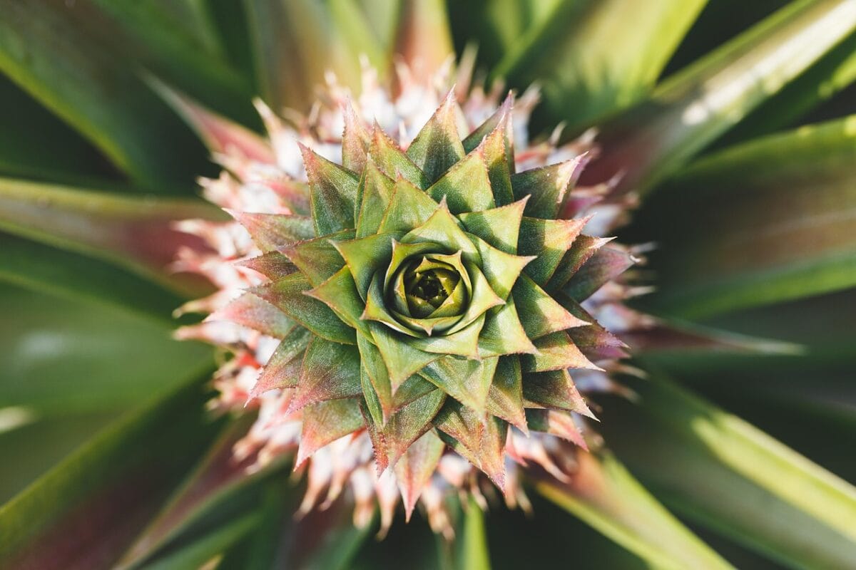 ananas in bloei