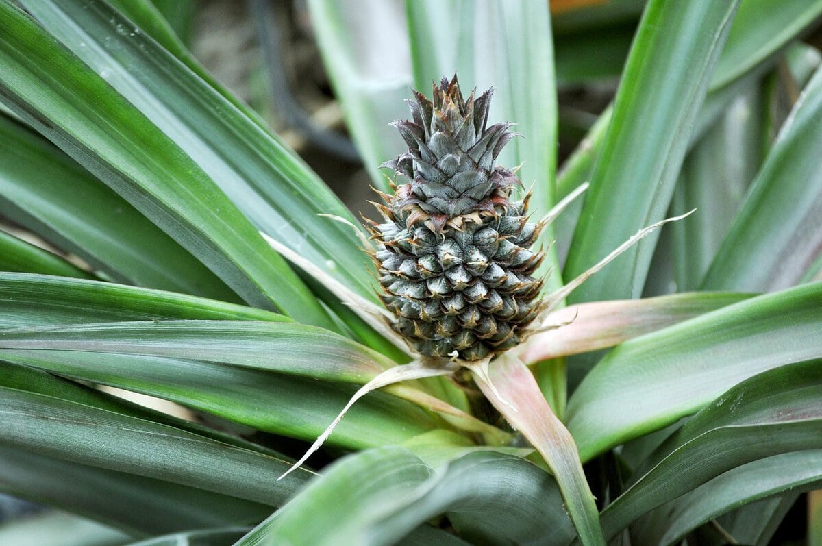Jonge ananas op plant.