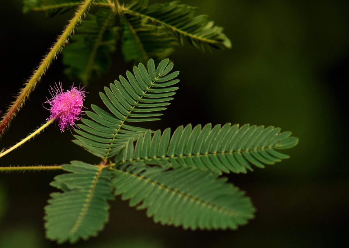 Groene geveerde bladeren en roze bloem.
