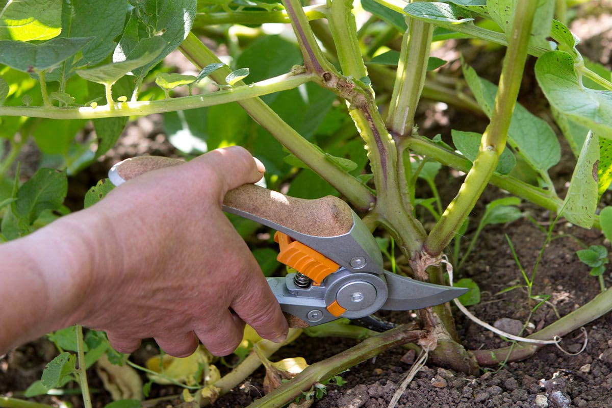 Een hand snoeit stengels van een aardappelplant af.