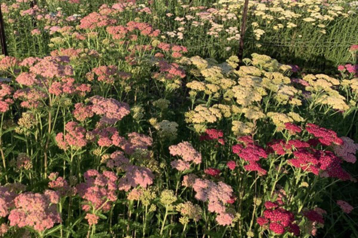 Veld met duizendblad, bloemen in verschillende pasteltinten.