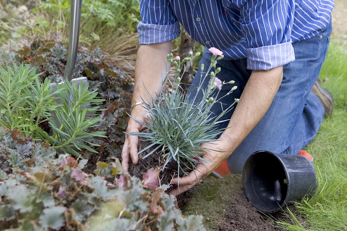 Man plant anjer in een border in de tuin.