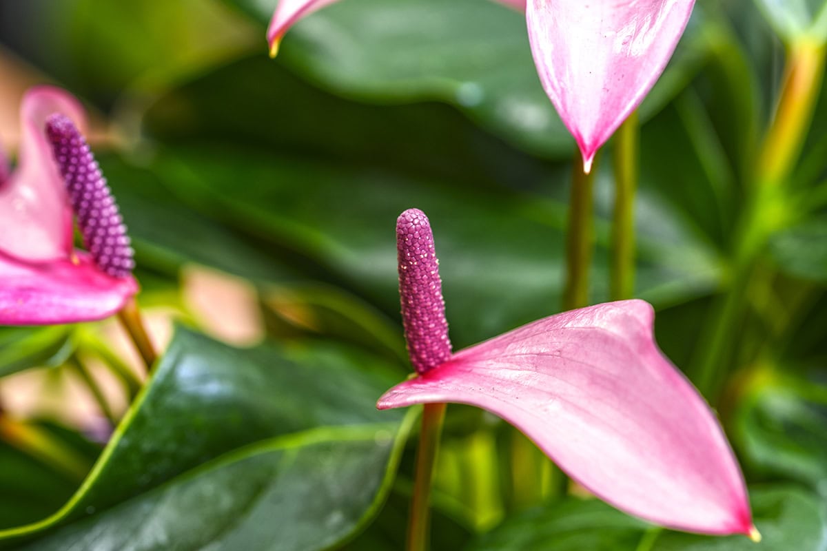 Roze bloemen van de Anthurium Andraeanum 'Champion zizou'