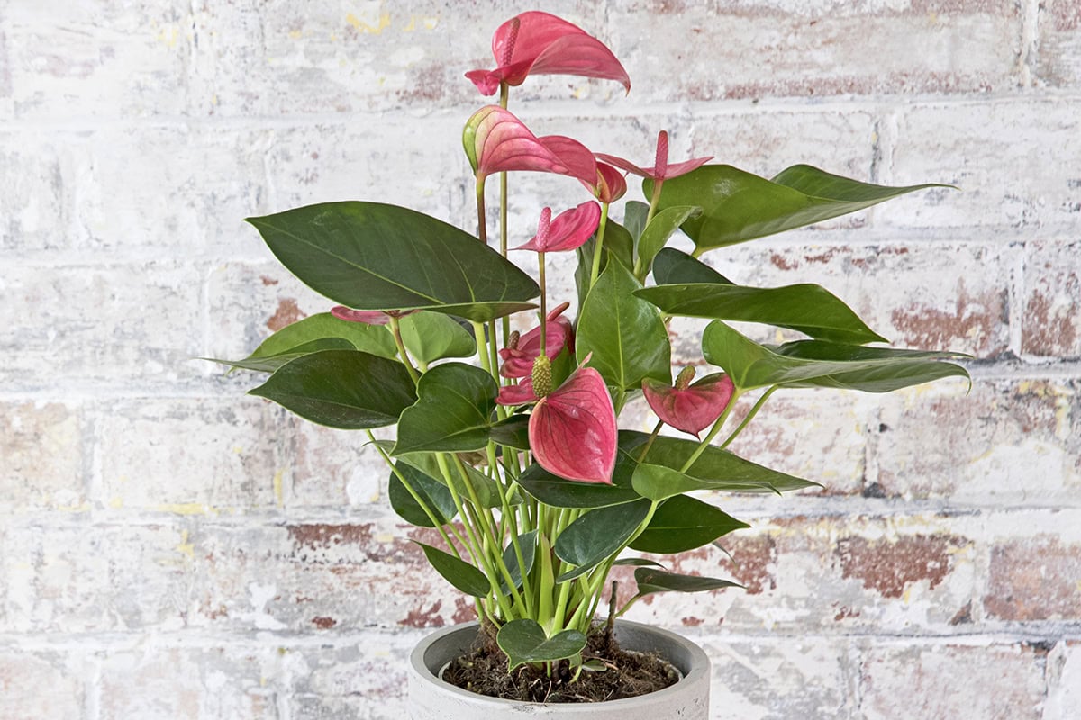 Flamingoplant met roze bloemen en groen blad, in een pot.