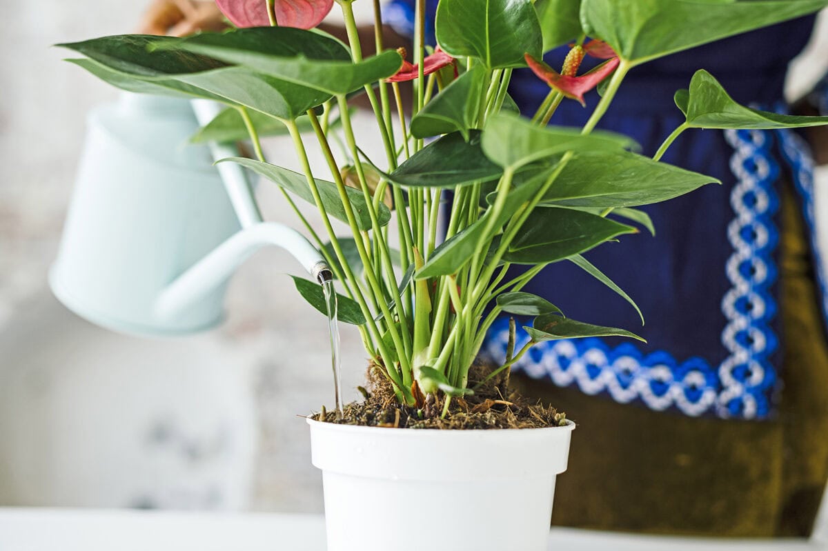 Iemand geeft een Anthurium water met een gieter.