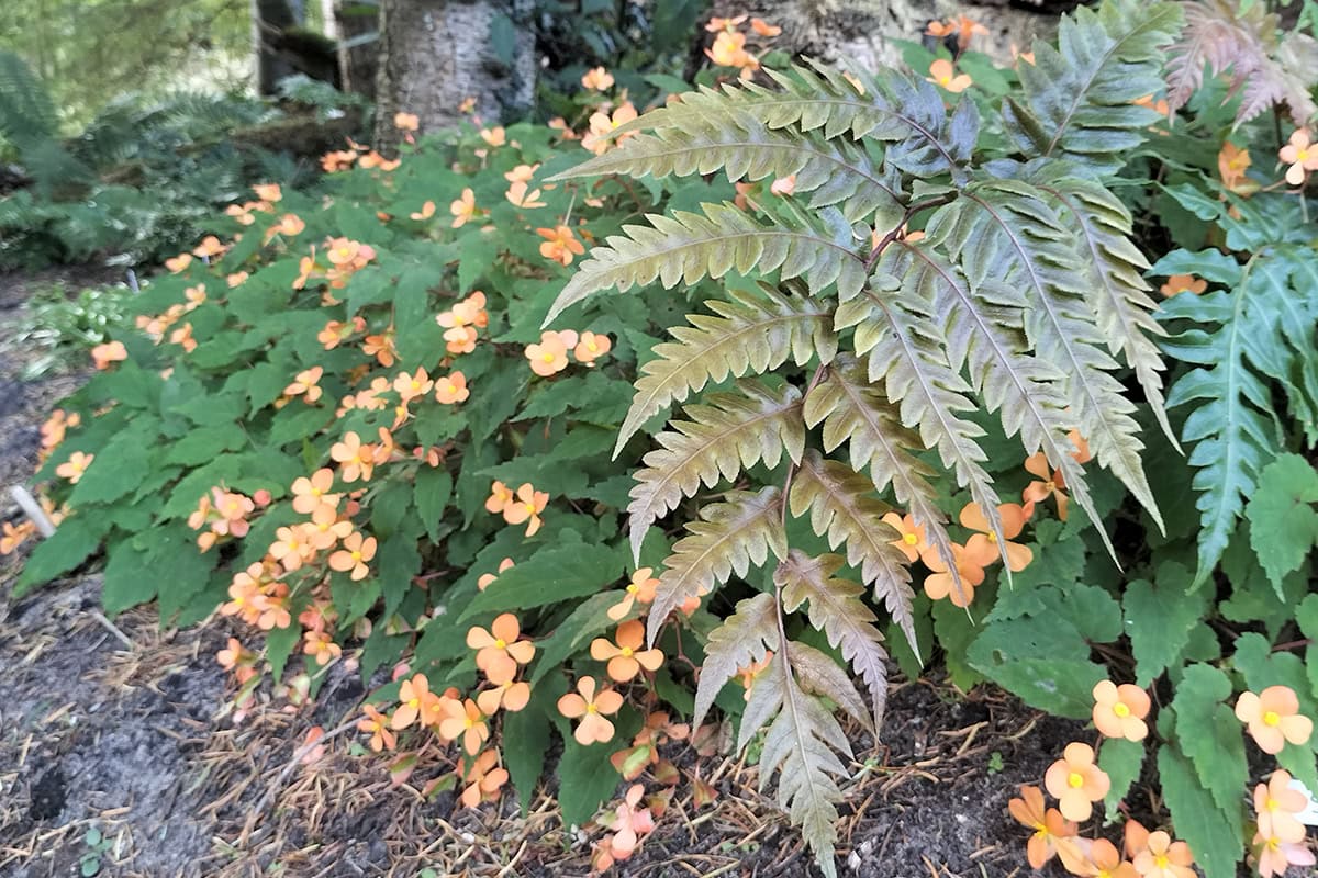 Links de zacht-oranje bloemen van de begonia.
