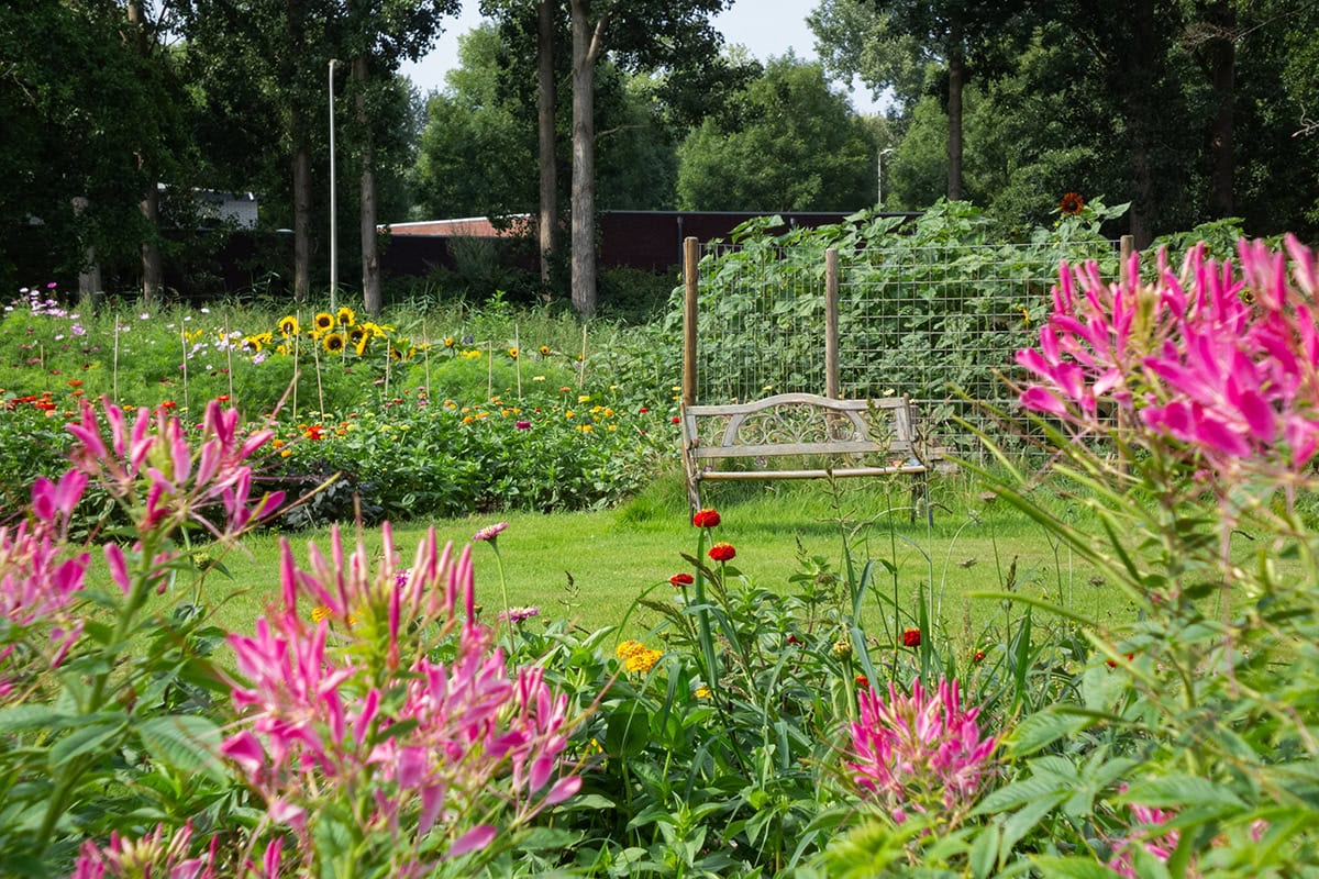 Bloementuin met een bankje en veel roze bloemen.