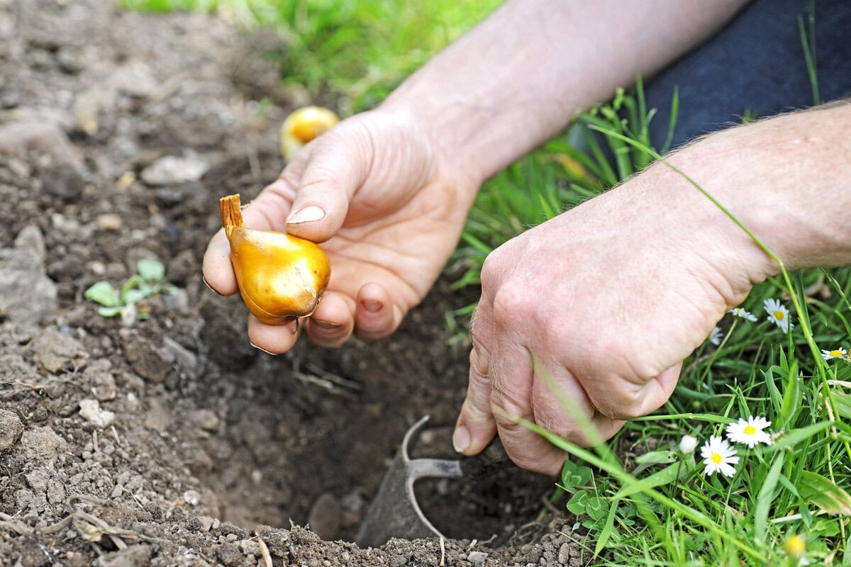 Een hand houdt een herfsttijloosbol vast, de andere graaft met een schepje een plantgat om de bol in te planten.