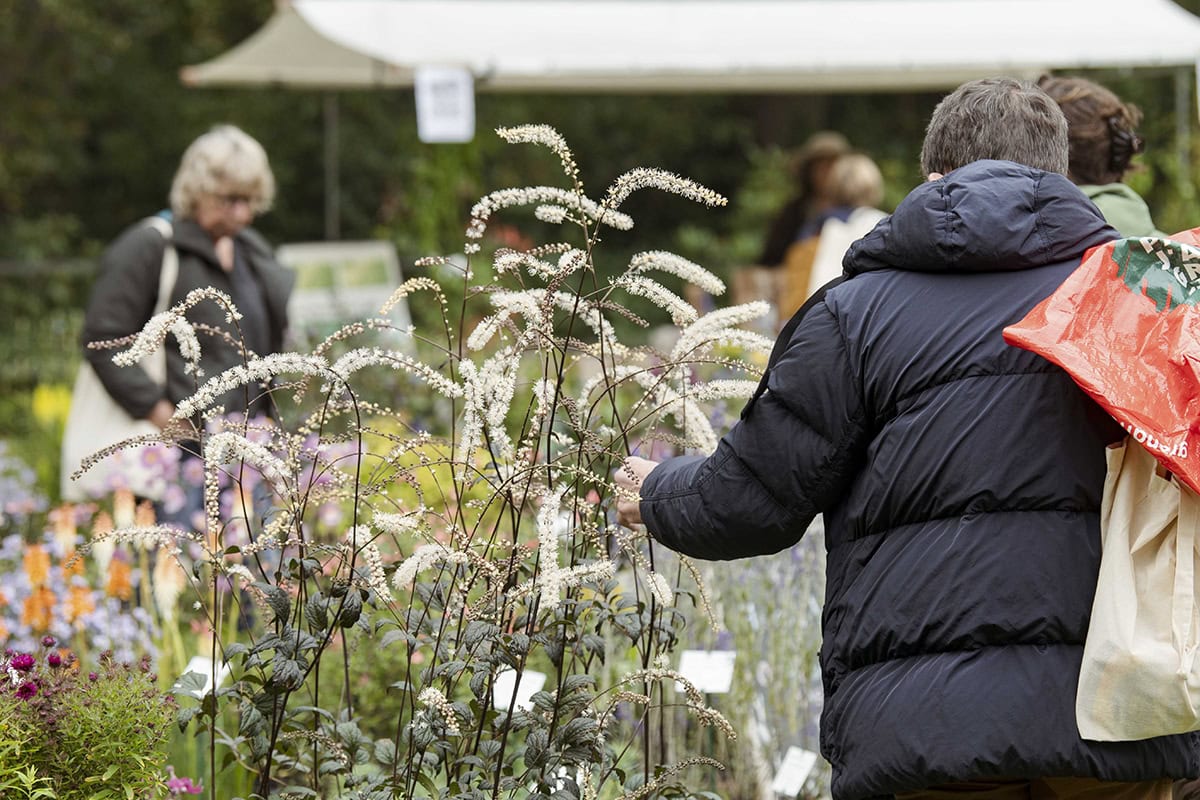 Vrouw bekijkt de witte bloemaren van Cimicifuga.