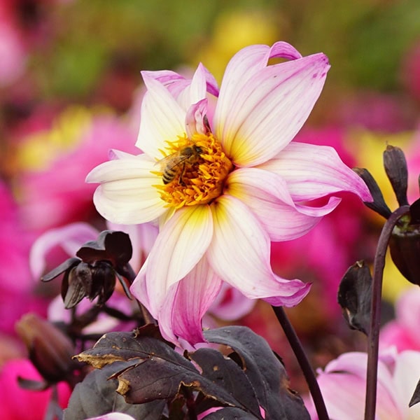 De roze, wit, gele bloembladjes met gele kern van dahlia 'Bohemian princess'