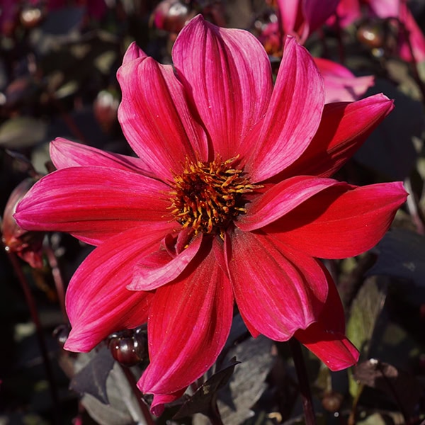 De donkerroze bloem van dahlia 'Pride One'