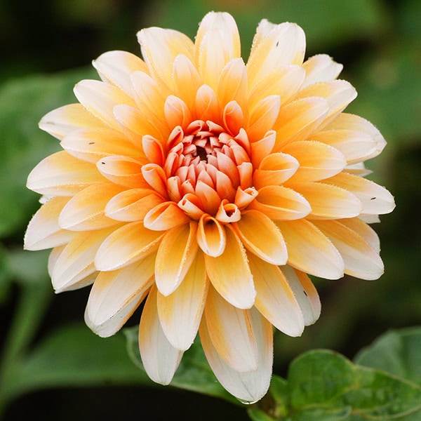 De oranje-witte bloem van dahlia 'Seattle'.