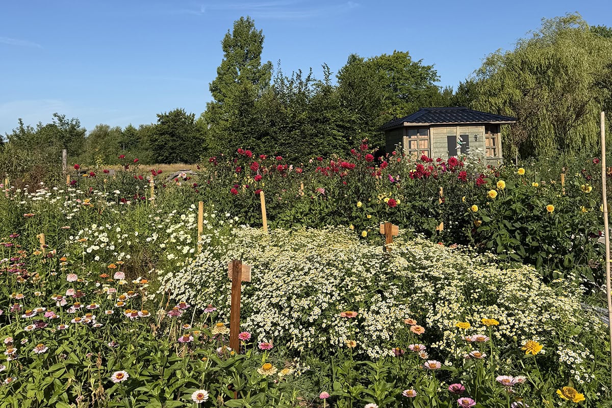 Bloemenveld met tuinhuisje in De Kas van Kaat.