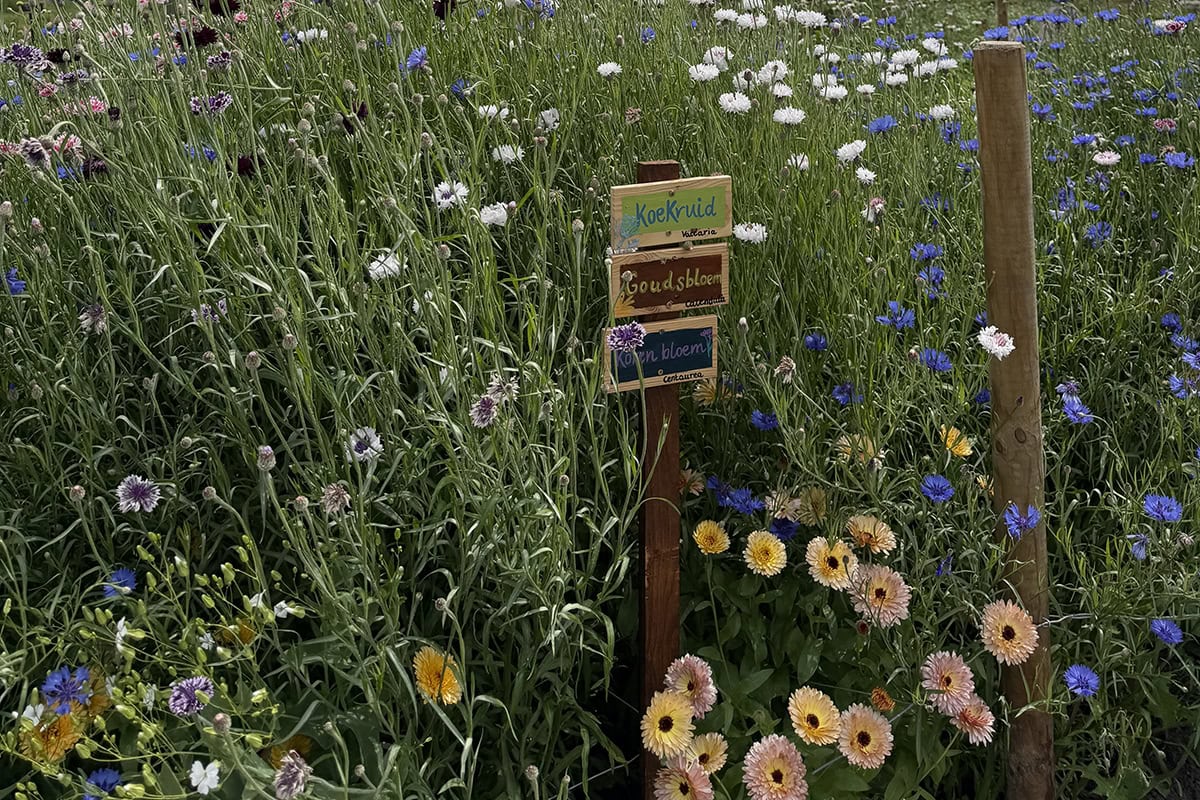 Plukbloemen met een bordje bloemennamen.