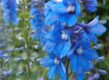 De blauwe bloemen van de ridderspoor.