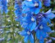 De blauwe bloemen van de ridderspoor.