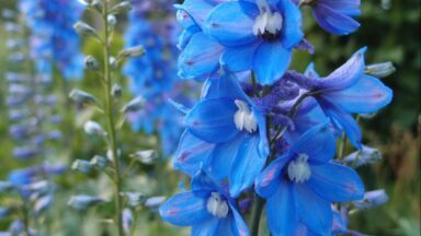 De blauwe bloemen van de ridderspoor.