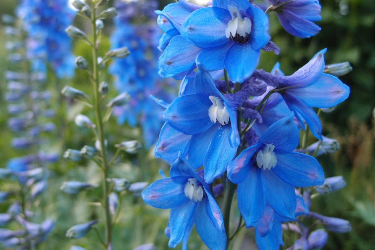 De blauwe bloemen van de ridderspoor.