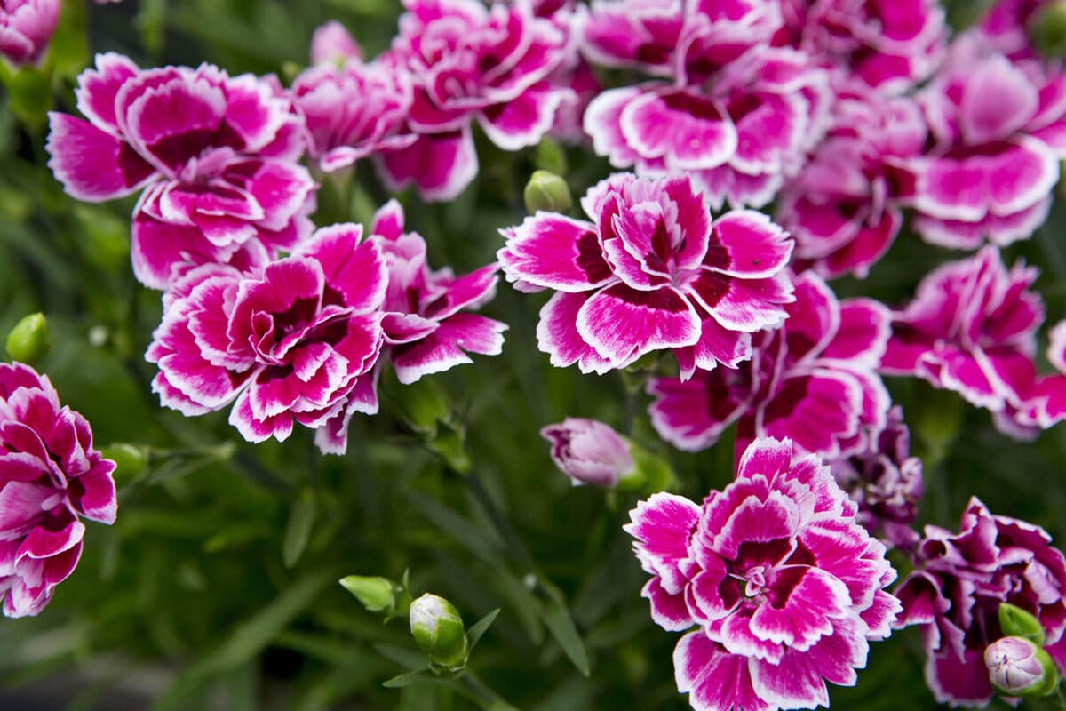Roze met witte kleine bloemen van de anjer 'Sugar Plum'