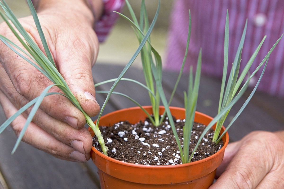 Pot met stekjes van Dianthus aan de rand.