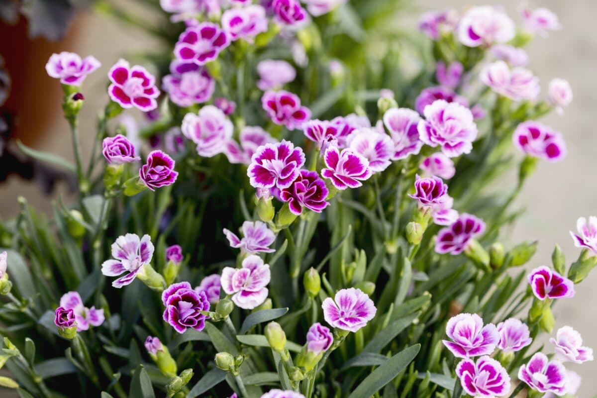Anjer met geel met roze bloemen.