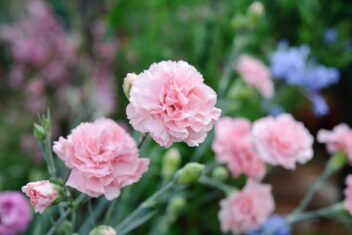 Rozen bloemen van de grasanjer