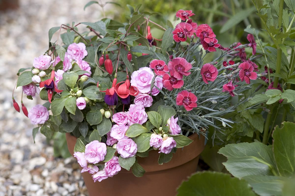 Pot met verschillende roze-rode bloemen, waaronder Dianthus 'Red Dwarf'