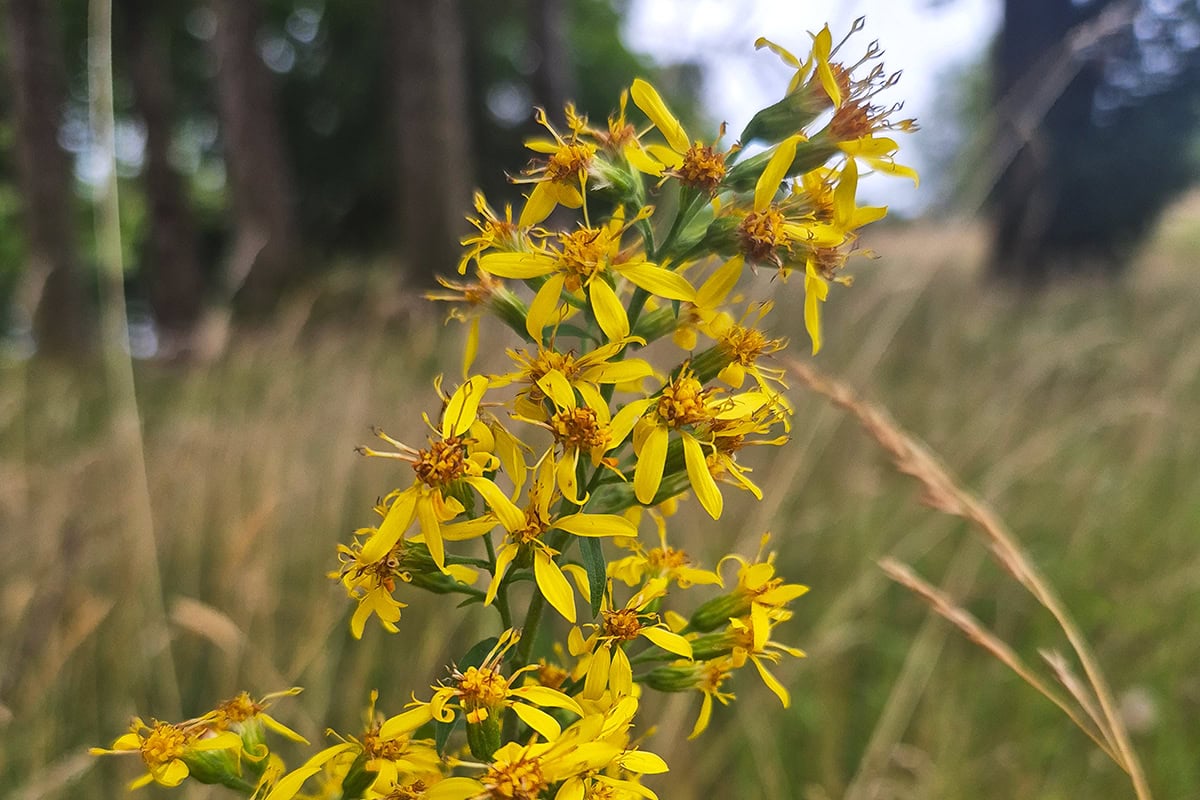 Gele bloemhoofdjes aan lange stengel in grasveld.