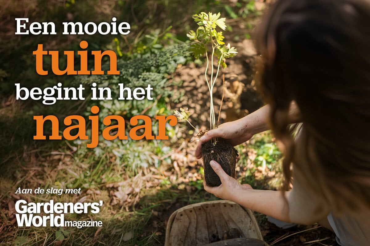 Anne plant een jonge plant in de herfstgrond.
