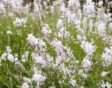 Een grote gaura-plant, variant 'The Bride'.