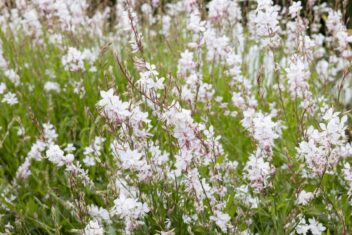 Een grote gaura-plant, variant 'The Bride'.
