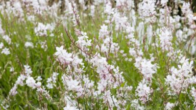Een grote gaura-plant, variant 'The Bride'.