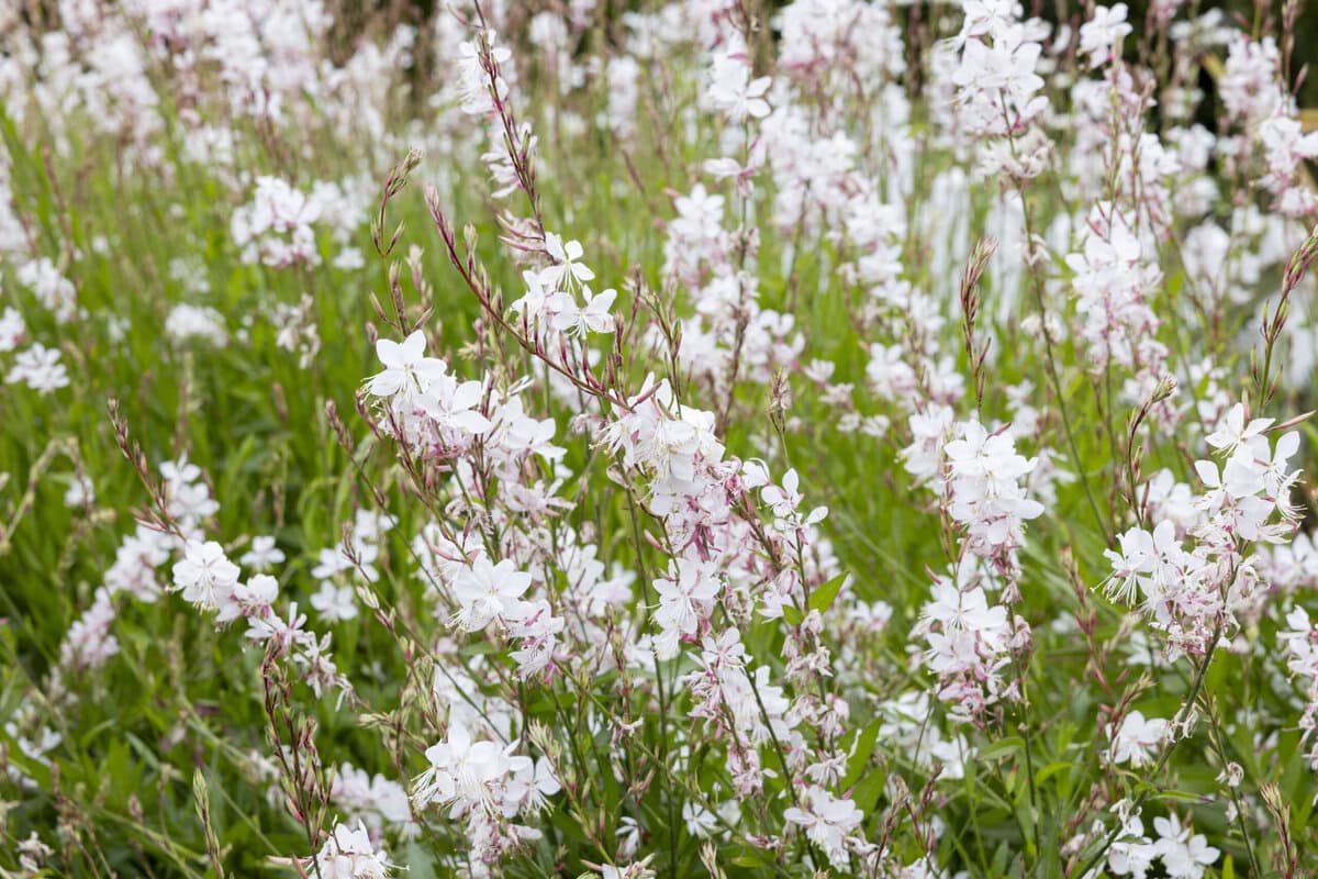 Een grote gaura-plant, variant 'The Bride'.