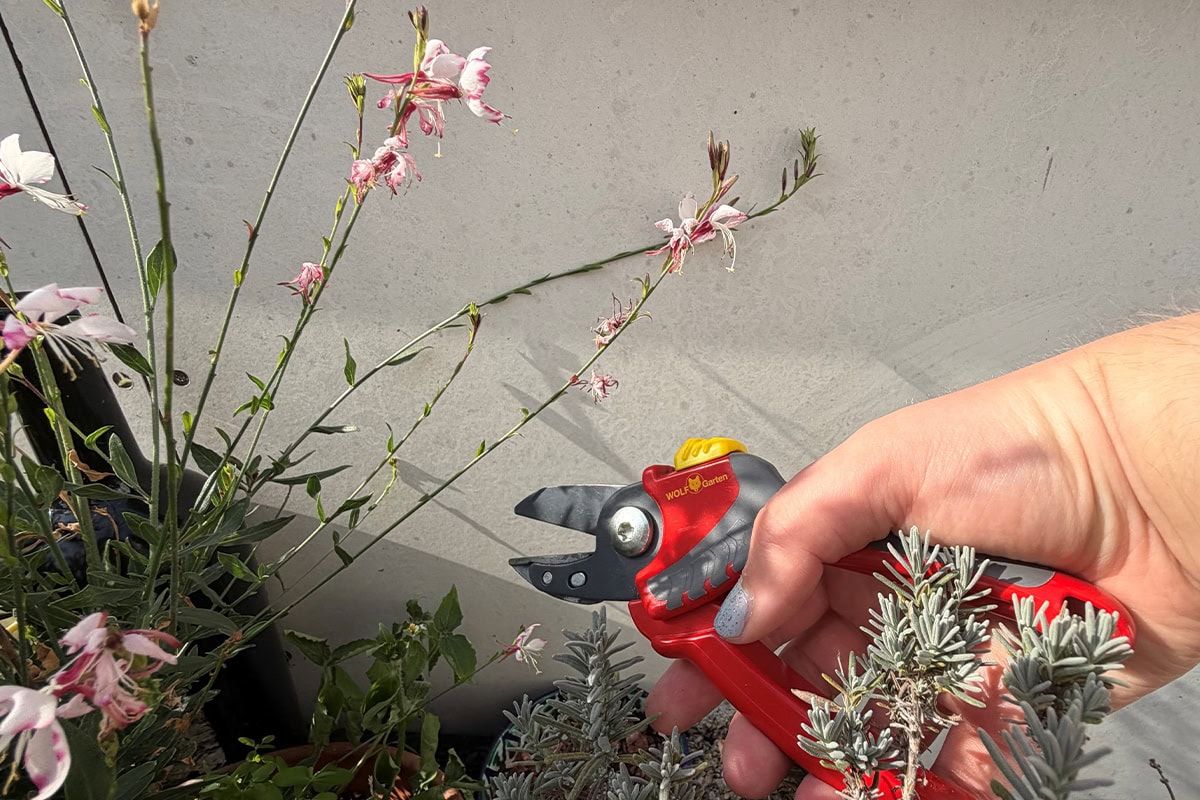 Hand snoeit gaura met snoeischaar.