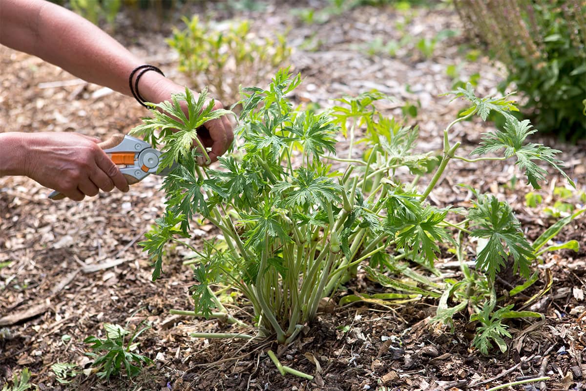 Iemand snoeit gele bladeren weg van een geranium.