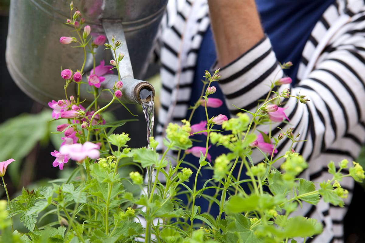 Iemand geeft een verzameling aan planten water, waaronder geranium en penstemon.