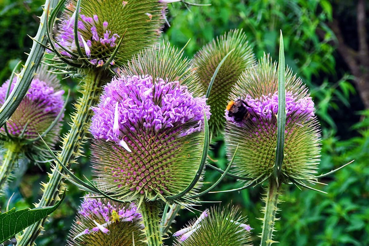 Grote zaadhoofden met paarse bloem en hommel.