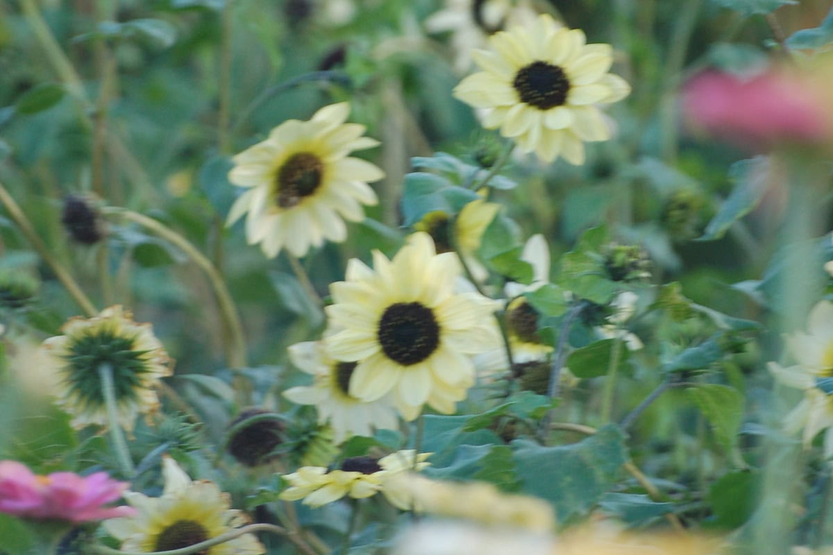Onscherp beeld van zachtgele bloemhoofden van de zonnebloem.