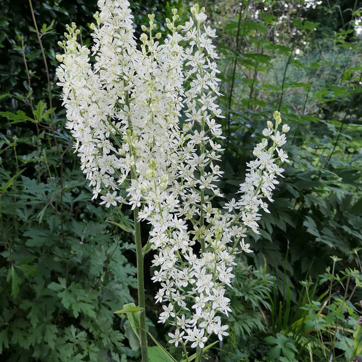 Witte bloemaren van de Melanthium virginicum