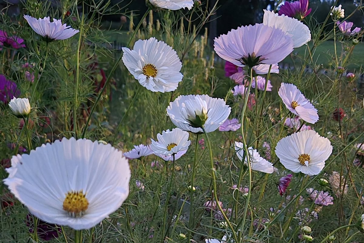 Bloeiende cosmea.