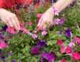 Twee handen koppen dode bloemen uit een perkplantenpot.