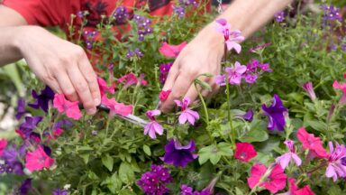 Twee handen koppen dode bloemen uit een perkplantenpot.