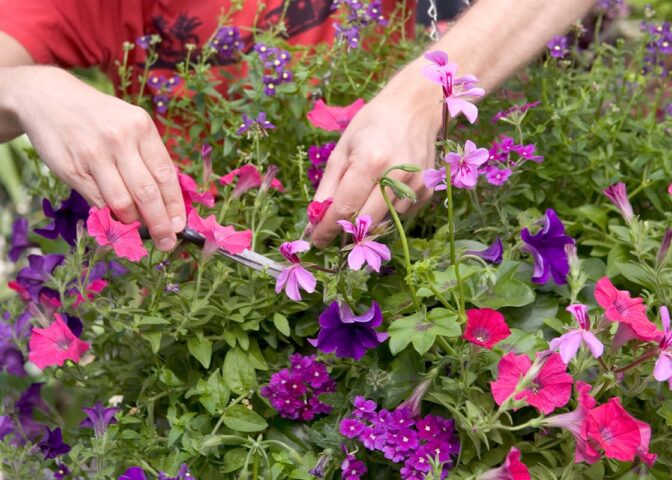 Twee handen koppen dode bloemen uit een perkplantenpot.