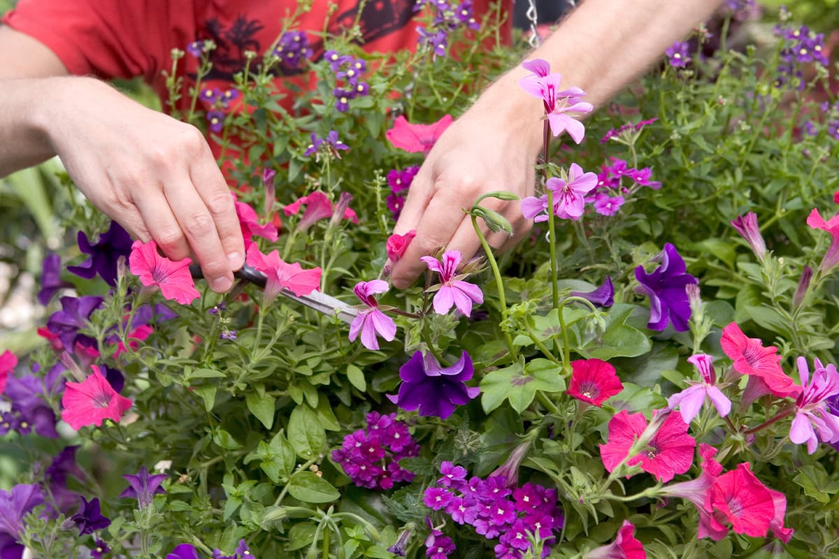 Twee handen koppen dode bloemen uit een perkplantenpot.