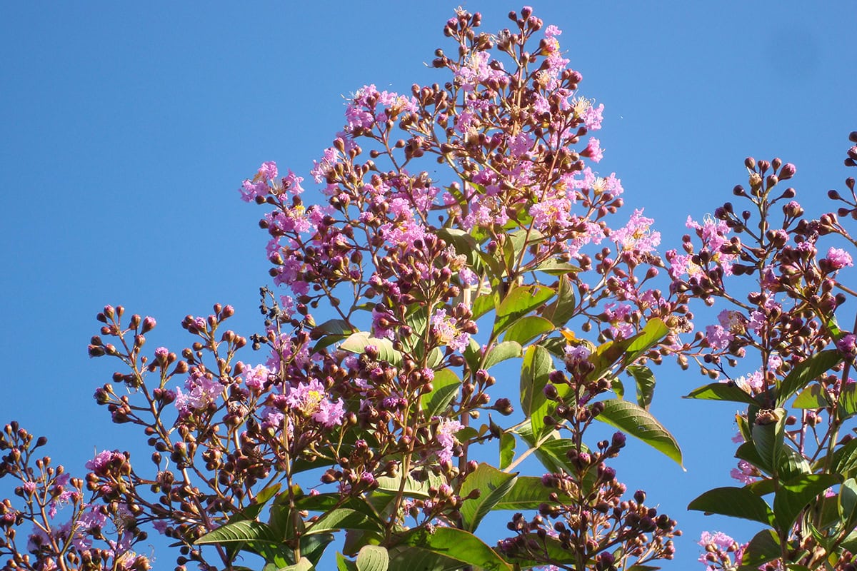 Roze bloemen van de lagerstroemia tegen een blauwe lucht.