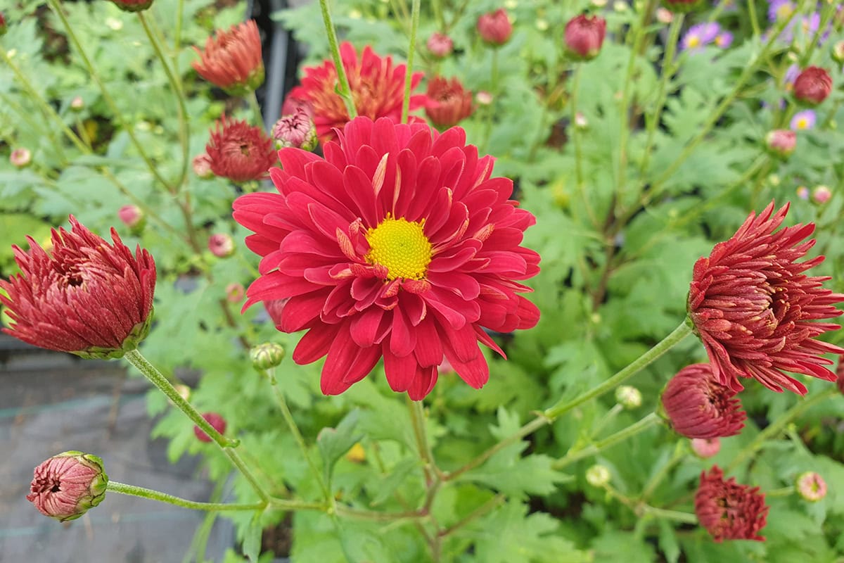 Rode bloemen met groengeel hart van de chrysant.
