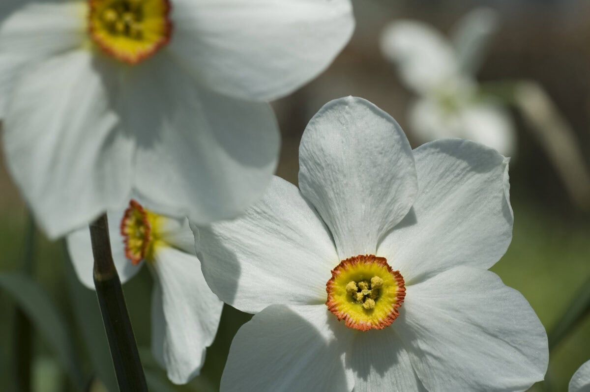 Witte bloemen met een opvallend hart.