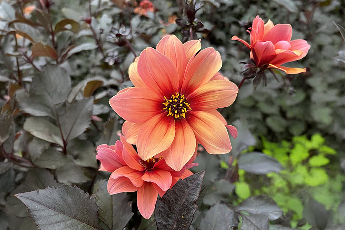 De oranje/abrikooskleurige bloem van een nieuwe dahlia.