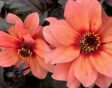 Oranje/abrikooskleurige bloemen van een nieuwe dahlia.